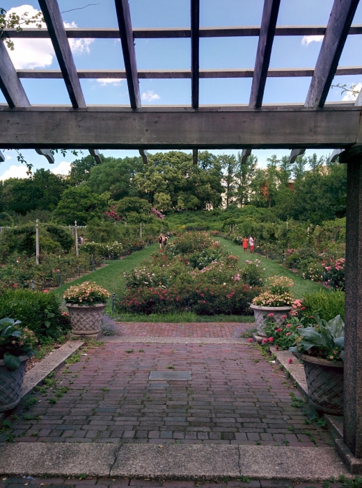 Cranford Rose Garden in Brooklyn City, New York, United States - #4 Photo of Point of interest, Establishment, Park