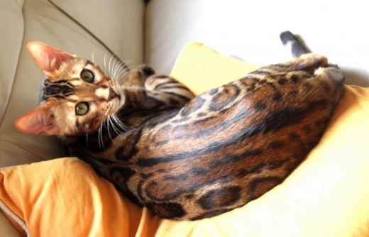 Photo by <br />
<b>Notice</b>:  Undefined index: user in <b>/home/www/activeuser/data/www/vaplace.com/core/views/default/photos.php</b> on line <b>128</b><br />
. Picture for Bimini Bengal & Abyssinian cats cattery in Brooklyn City, New York, United States - Point of interest, Establishment