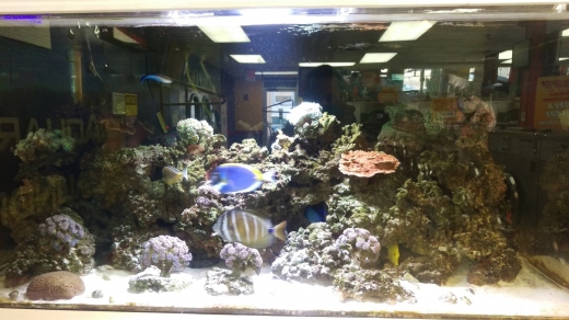 Photo by <br />
<b>Notice</b>:  Undefined index: user in <b>/home/www/activeuser/data/www/vaplace.com/core/views/default/photos.php</b> on line <b>128</b><br />
. Picture for Aquarium Laundromat & cleaners # 2 in Newark City, New Jersey, United States - Point of interest, Establishment, Laundry