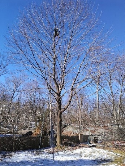 Photo by <br />
<b>Notice</b>:  Undefined index: user in <b>/home/www/activeuser/data/www/vaplace.com/core/views/default/photos.php</b> on line <b>128</b><br />
. Picture for Juan Concha Arborist Service in New Rochelle City, New York, United States - Point of interest, Establishment, General contractor