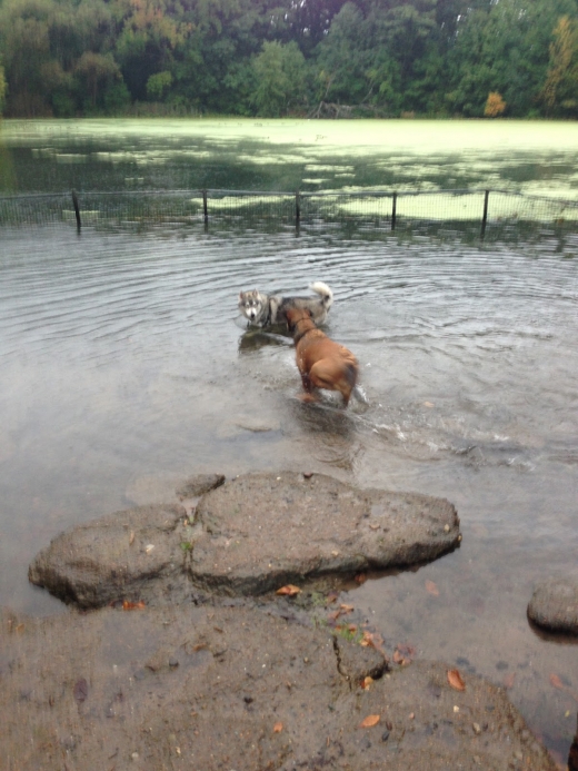 Prospect Park Dog Beach in Kings County City, New York, United States - #3 Photo of Point of interest, Establishment