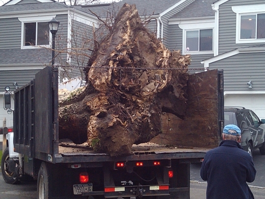 Miles Tree Experts in Mamaroneck City, New York, United States - #3 Photo of Point of interest, Establishment
