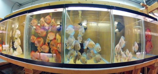 Discus Madness in Union City, New Jersey, United States - #2 Photo of Point of interest, Establishment, Store, Pet store