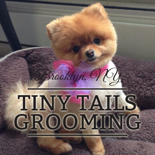 Photo by Tiny Tails Grooming for Tiny Tails Grooming