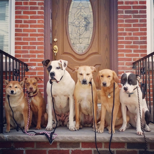 Pack Leader Dogs in Hoboken City, New Jersey, United States - #3 Photo of Point of interest, Establishment