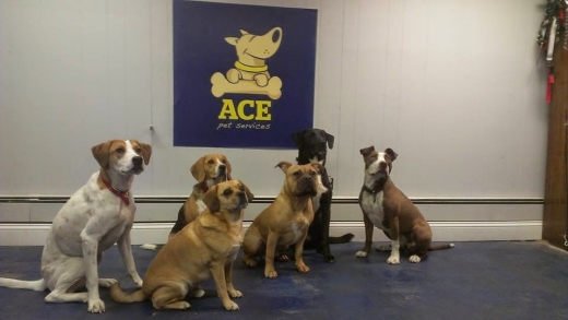 Ace Pet Services NY in Kings County City, New York, United States - #1 Photo of Point of interest, Establishment