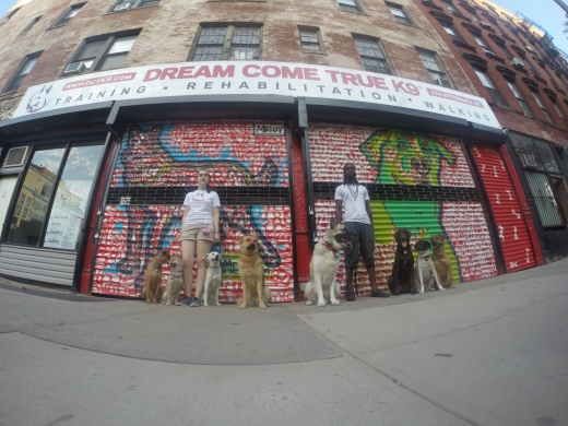 Dream Come True K9, LLC in New York City, New York, United States - #1 Photo of Point of interest, Establishment