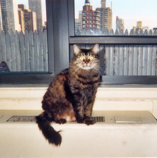 Katies Kitty in New York City, New York, United States - #1 Photo of Point of interest, Establishment