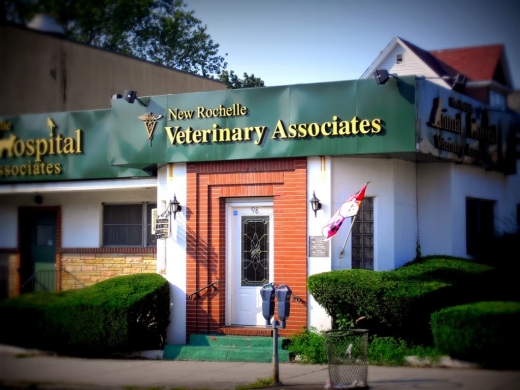 New Rochelle Animal Hospital in New Rochelle City, New York, United States - #1 Photo of Point of interest, Establishment, Veterinary care