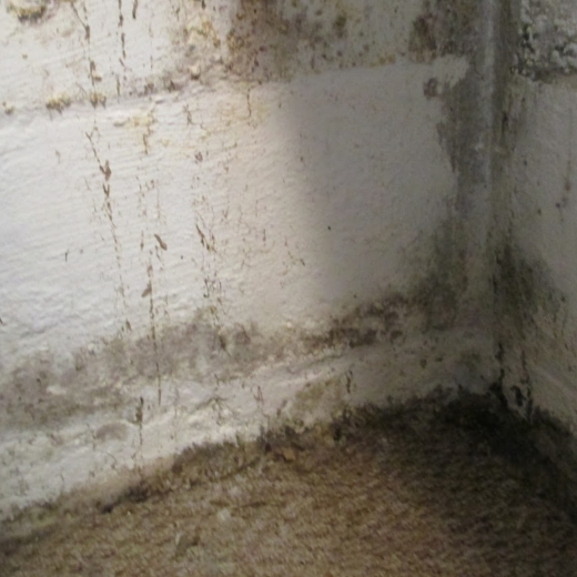 Photo by Mold & Water Damage Service Specialists for Mold & Water Damage Service Specialists