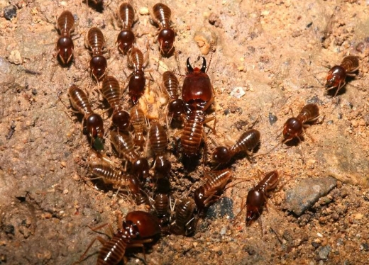 Photo by Astoria's Best Exterminators for Astoria's Best Exterminators