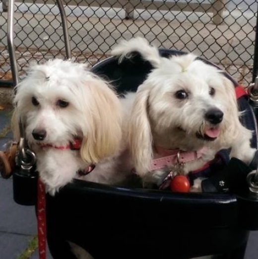 Pihu Dog Services in New York City, New York, United States - #1 Photo of Point of interest, Establishment