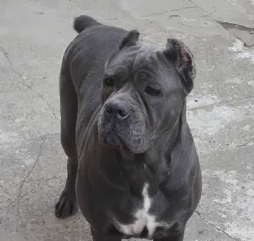 Photo by <br />
<b>Notice</b>:  Undefined index: user in <b>/home/www/activeuser/data/www/vaplace.com/core/views/default/photos.php</b> on line <b>128</b><br />
. Picture for Acropolis Cane Corso Mastiffs in Bayonne City, New Jersey, United States - Point of interest, Establishment
