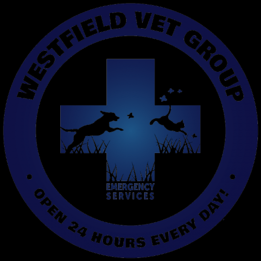 Westfield Veterinary Group in Westfield City, New Jersey, United States - #2 Photo of Point of interest, Establishment, Veterinary care