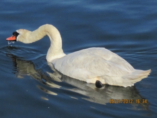 Sheepshead Bay Piers in Kings County City, New York, United States - #4 Photo of Point of interest, Establishment