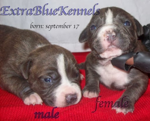 Photo by extra blue kennels for extra blue kennels