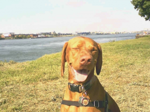 Photo by <br />
<b>Notice</b>:  Undefined index: user in <b>/home/www/activeuser/data/www/vaplace.com/core/views/default/photos.php</b> on line <b>128</b><br />
. Picture for Sloppy Kisses Dogwalking in Queens City, New York, United States - Point of interest, Establishment