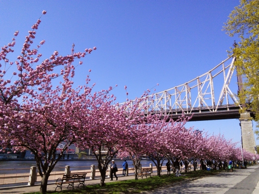 Photo by <br />
<b>Notice</b>:  Undefined index: user in <b>/home/www/activeuser/data/www/vaplace.com/core/views/default/photos.php</b> on line <b>128</b><br />
. Picture for Roosevelt Island in New York City, New York, United States - Point of interest, Establishment, Park