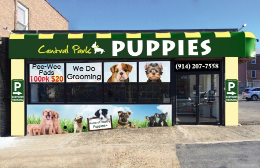Central Park Puppies in Yonkers City, New York, United States - #3 Photo of Point of interest, Establishment, Store, Pet store