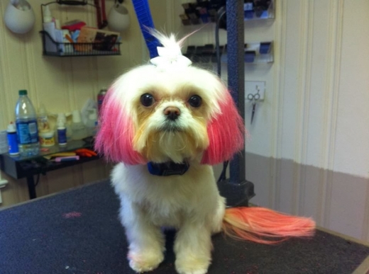 Photo by <br />
<b>Notice</b>:  Undefined index: user in <b>/home/www/activeuser/data/www/vaplace.com/core/views/default/photos.php</b> on line <b>128</b><br />
. Picture for Hair of the Dog Grooming in Matawan City, New Jersey, United States - Point of interest, Establishment, Store