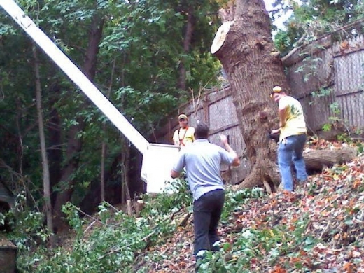 AAW Cousins Tree Service in Englewood City, New Jersey, United States - #4 Photo of Point of interest, Establishment