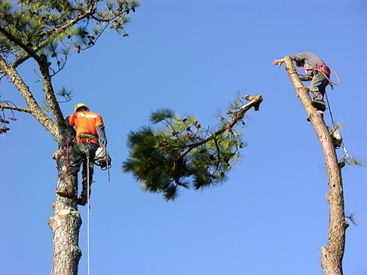 Benny's Tree Services in New Rochelle City, New York, United States - #3 Photo of Point of interest, Establishment, General contractor