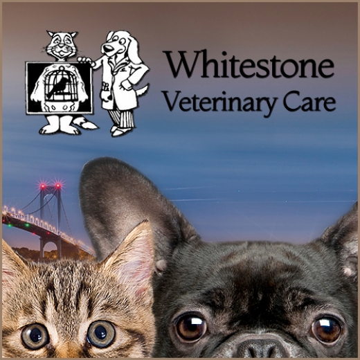 Photo by <br />
<b>Notice</b>:  Undefined index: user in <b>/home/www/activeuser/data/www/vaplace.com/core/views/default/photos.php</b> on line <b>128</b><br />
. Picture for Whitestone Veterinary Care in Whitestone City, New York, United States - Point of interest, Establishment, Veterinary care