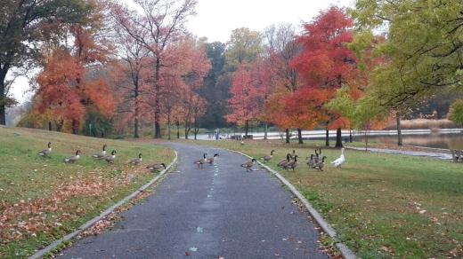 Kissena Park Soccer Turf Field in Flushing City, New York, United States - #2 Photo of Point of interest, Establishment