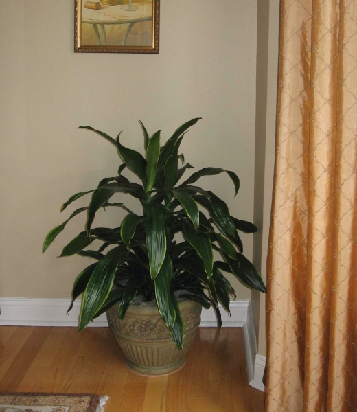 Photo by <br />
<b>Notice</b>:  Undefined index: user in <b>/home/www/activeuser/data/www/vaplace.com/core/views/default/photos.php</b> on line <b>128</b><br />
. Picture for Plant Pros Interior Plantscapes in Lincoln Park City, New Jersey, United States - Food, Point of interest, Establishment, Store, General contractor