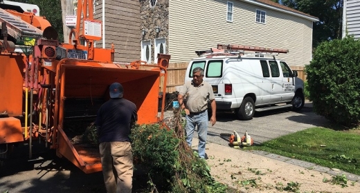 Bronx Tree Services Corp. in Bronx City, New York, United States - #1 Photo of Point of interest, Establishment