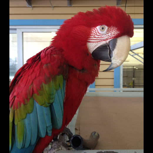 Rosalbo Pets in Staten Island City, New York, United States - #2 Photo of Point of interest, Establishment, Store, Pet store