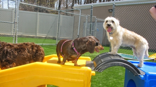 Photo by <br />
<b>Notice</b>:  Undefined index: user in <b>/home/www/activeuser/data/www/vaplace.com/core/views/default/photos.php</b> on line <b>128</b><br />
. Picture for Woof & Tails Lodge in Staten Island City, New York, United States - Point of interest, Establishment, Park