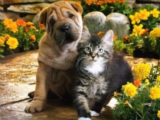 Photo by <br />
<b>Notice</b>:  Undefined index: user in <b>/home/www/activeuser/data/www/vaplace.com/core/views/default/photos.php</b> on line <b>128</b><br />
. Picture for Never Alone Pets-The Best Dog Walking and Pet Sitting Services in Astoria, NY in Queens City, New York, United States - Point of interest, Establishment