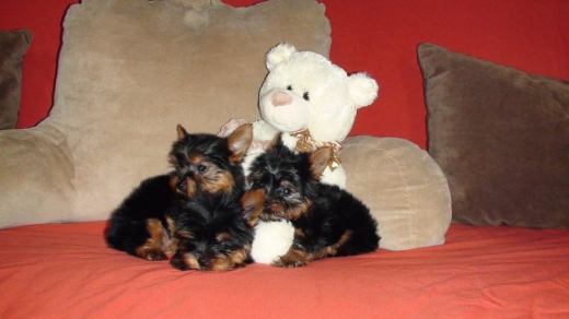 Photo by <br />
<b>Notice</b>:  Undefined index: user in <b>/home/www/activeuser/data/www/vaplace.com/core/views/default/photos.php</b> on line <b>128</b><br />
. Picture for brooklyn yorkshire terrier in Kings County City, New York, United States - Point of interest, Establishment