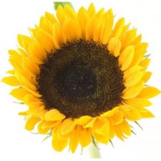 Sunflower Mind in New York City, New York, United States - #1 Photo of Point of interest, Establishment