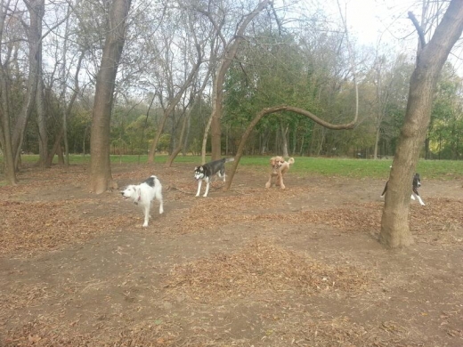 Paws Place Dog Park in New Rochelle City, New York, United States - #2 Photo of Point of interest, Establishment, Park