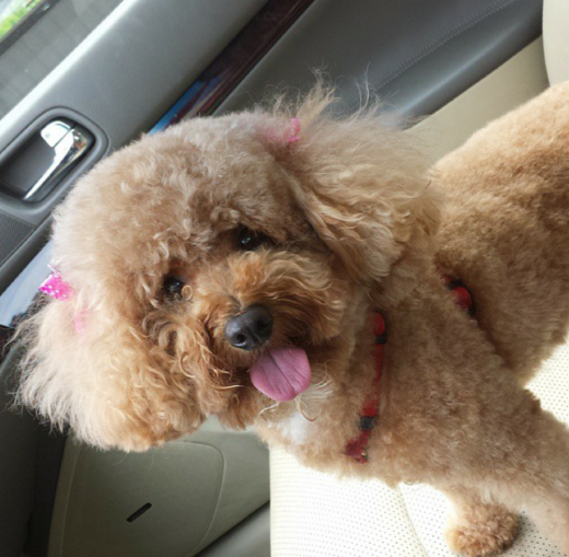 Photo by <br />
<b>Notice</b>:  Undefined index: user in <b>/home/www/activeuser/data/www/vaplace.com/core/views/default/photos.php</b> on line <b>128</b><br />
. Picture for Master Pups in Flushing City, New York, United States - Point of interest, Establishment, Store, Pet store