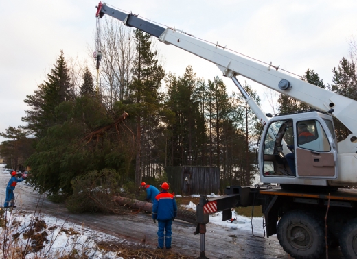 JRs Tree Services in Queens City, New York, United States - #4 Photo of Point of interest, Establishment