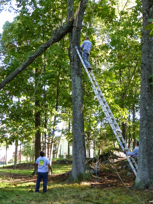 Hudson Tree Service, Inc. in Yonkers City, New York, United States - #3 Photo of Point of interest, Establishment