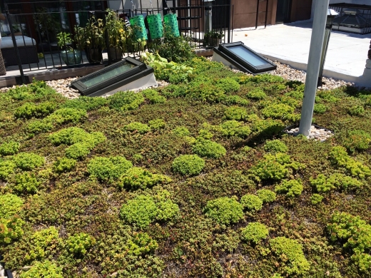 Brooklyn Greenroof LLC in Kings County City, New York, United States - #2 Photo of Point of interest, Establishment, General contractor