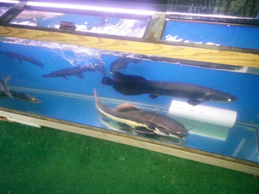 Aquarium Paradise in Belleville City, New Jersey, United States - #2 Photo of Point of interest, Establishment, Store, Pet store