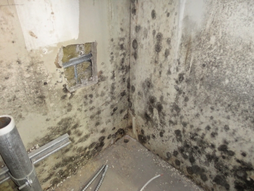 Reliable Mold Removal Svc in Queens City, New York, United States - #3 Photo of Point of interest, Establishment, General contractor