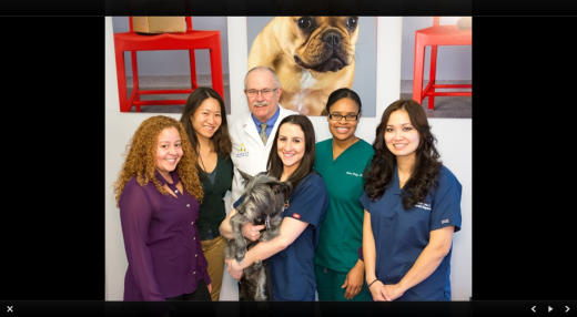 Seaport Animal Hospital in New York City, New York, United States - #1 Photo of Point of interest, Establishment, Veterinary care