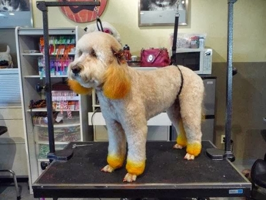 Photo by <br />
<b>Notice</b>:  Undefined index: user in <b>/home/www/activeuser/data/www/vaplace.com/core/views/default/photos.php</b> on line <b>128</b><br />
. Picture for Hair of the Dog Grooming in Matawan City, New Jersey, United States - Point of interest, Establishment, Store