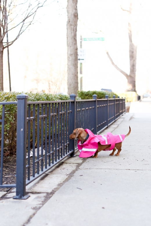 Doggie Rain Jacket in Garden City, New York, United States - #4 Photo of Point of interest, Establishment