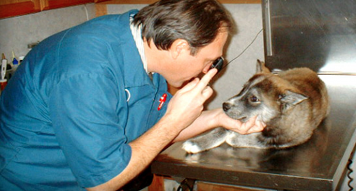 Sichnik Laszlo Dr in Bronx City, New York, United States - #1 Photo of Point of interest, Establishment, Veterinary care