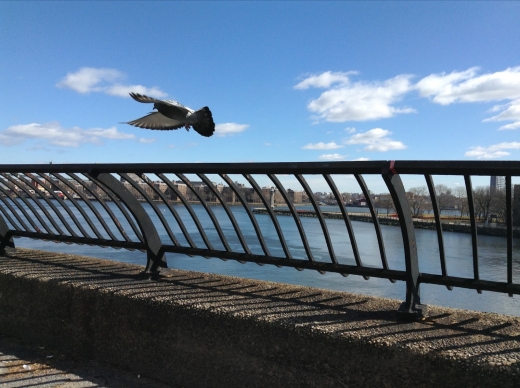 Carl Schurz Park in New York City, New York, United States - #4 Photo of Point of interest, Establishment, Park