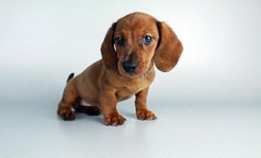 Photo by <br />
<b>Notice</b>:  Undefined index: user in <b>/home/www/activeuser/data/www/vaplace.com/core/views/default/photos.php</b> on line <b>128</b><br />
. Picture for Pelham Puppies in Pelham City, New York, United States - Point of interest, Establishment, Store, Pet store