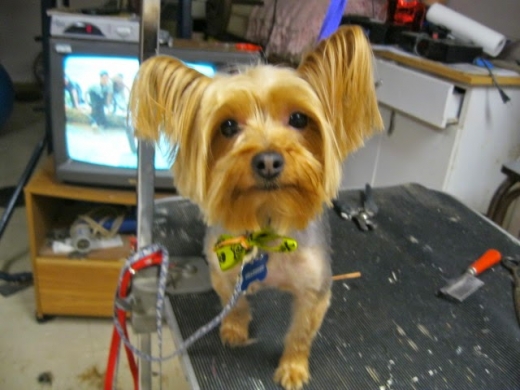 Christina's Dog Grooming in Staten Island City, New York, United States - #2 Photo of Point of interest, Establishment