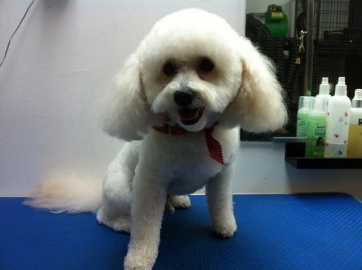 Photo by <br />
<b>Notice</b>:  Undefined index: user in <b>/home/www/activeuser/data/www/vaplace.com/core/views/default/photos.php</b> on line <b>128</b><br />
. Picture for Trezzor Grooming in Rockville Centre City, New York, United States - Point of interest, Establishment